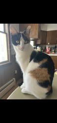 Lost Female Cat last seen 1st street. Fire station, New Richmond, WI 54017