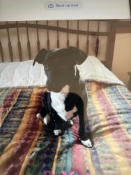 Reunited Female Dog last seen Near Lynne dr, waukesha, Waukesha, WI 53186
