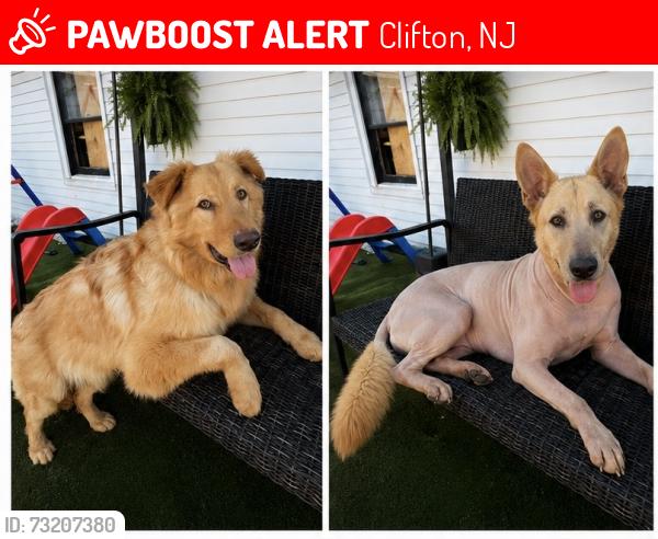 Lost Male Dog last seen Clifton New Jersey, Clifton, NJ 07011