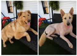 Lost Male Dog last seen Clifton New Jersey, Clifton, NJ 07011