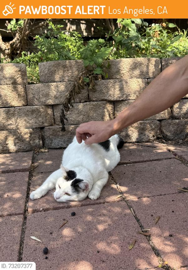Found/Stray Female Cat last seen Alavarado & Scott Ave, Los Angeles, CA 90026