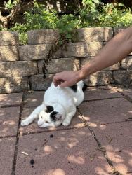 Found/Stray Female Cat last seen Alavarado & Scott Ave, Los Angeles, CA 90026