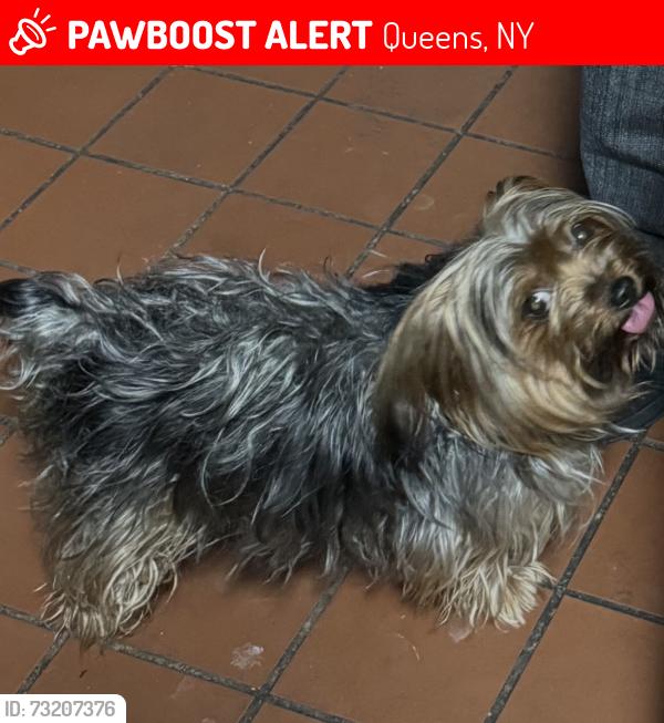 Lost Male Dog last seen 109-01 85th Ave, Queens, NY 11418