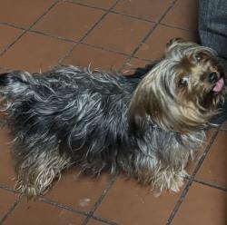 Lost Male Dog last seen 109-01 85th Ave, Queens, NY 11418