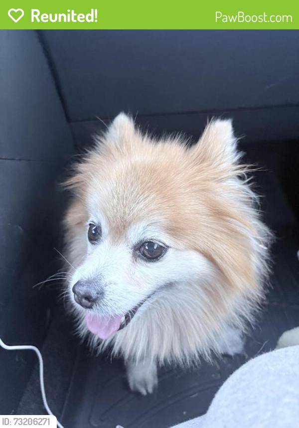 Reunited Male Dog last seen Grandview Dr W, University Place, WA 98466