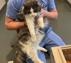 Shelter Stray Male Cat last seen Near Match Point Dr #202, Virginia Beach, VA, VIRGINIA BEACH, VA, 23462, 341 S Birdneck Rd, Virginia Beach, VA 23451, USA