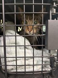 Shelter Stray Male Cat last seen Near Lake Smith court Apt 204, VIRGINIA BEACH, VA, 23455, 341 S Birdneck Rd, Virginia Beach, VA 23451, USA