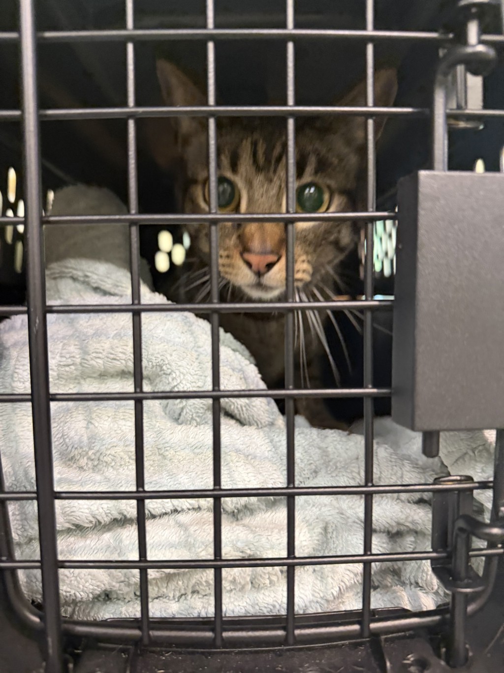 Shelter Stray Male Cat last seen Near Lake Smith court Apt 204, VIRGINIA BEACH, VA, 23455, 341 S Birdneck Rd, Virginia Beach, VA 23451, USA