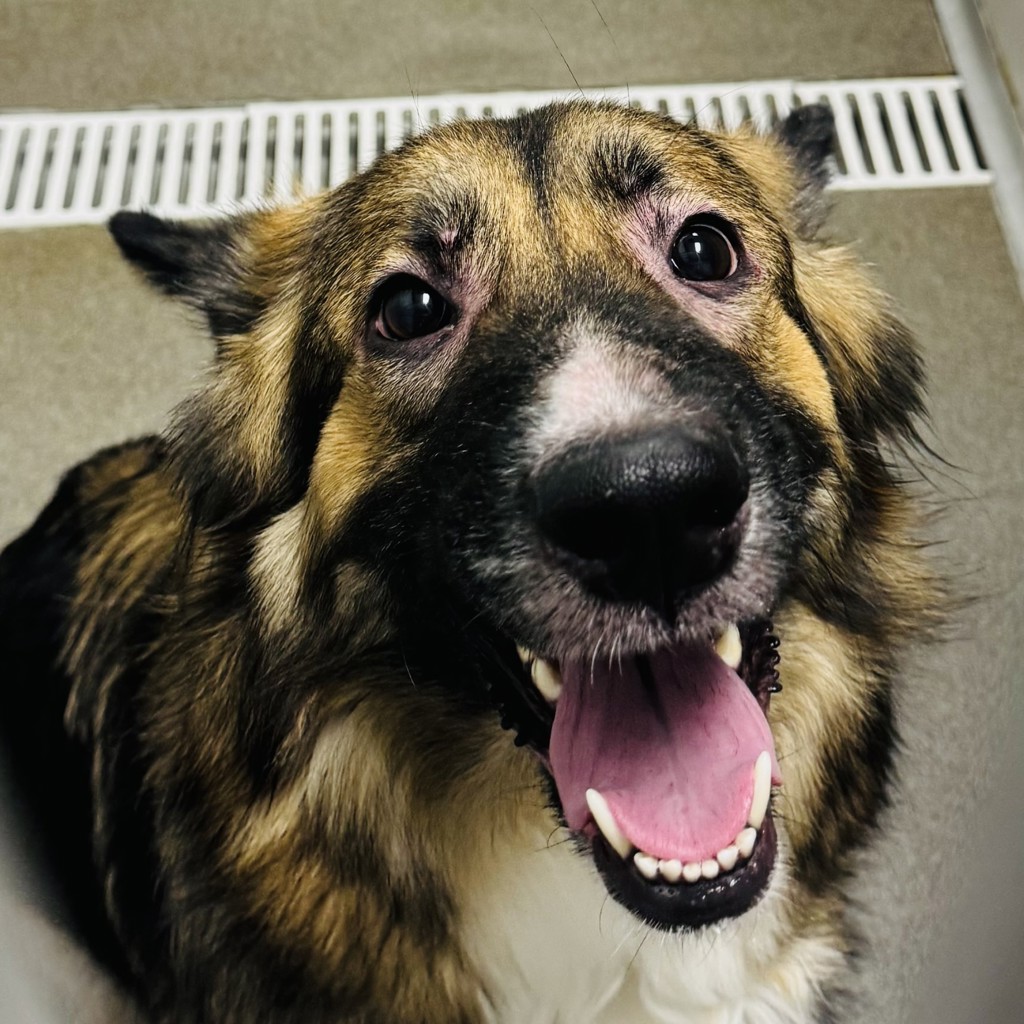 Shelter Stray Female Dog last seen SW State Street, ANKENY, IA, 50023, Des Moines, IA 50313