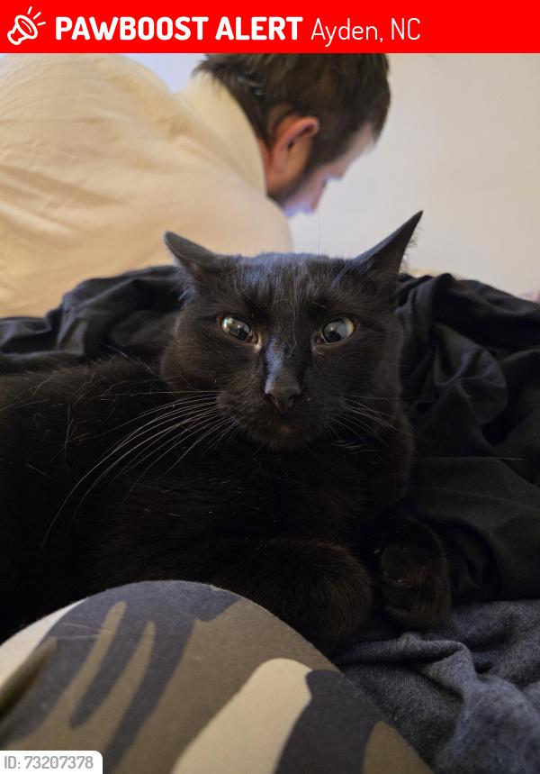 Lost Male Cat last seen Pleasant Plain Rd & Old Snow Hill Rd, Ayden, NC 28513