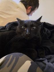 Lost Male Cat last seen Pleasant Plain Rd & Old Snow Hill Rd, Ayden, NC 28513