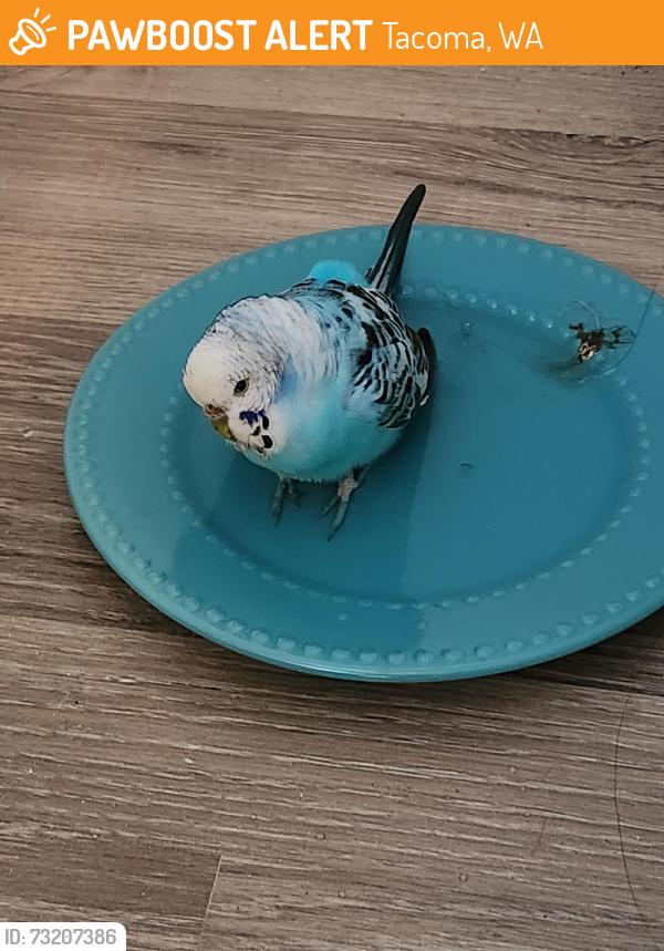 Found/Stray Unknown Bird last seen East 67th St and hmstd, Tacoma, WA 98404