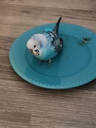 Found/Stray Unknown Bird last seen East 67th St and hmstd, Tacoma, WA 98404