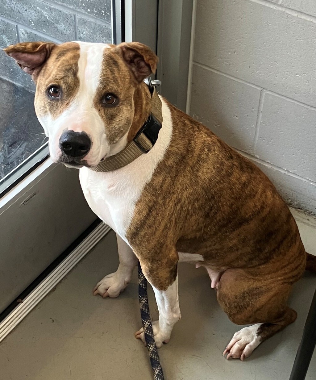 Shelter Stray Female Dog last seen Hylan Boulevard, STATEN ISLAND, NY, 10306, 3139 Veterans Rd W, Staten Island, NY 10309, USA