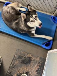 Reunited Female Dog last seen SW 184th Ave, Miramar, FL 33029, USA, Miramar, FL 33029
