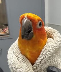 Shelter Stray Unknown Bird last seen Near Camino Del Rio N, San Diego, CA, 92108, 5500 Gaines St, San Diego, CA 92110, USA