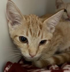 Shelter Stray Female Cat last seen Apt 1208,1301 Morning View Drive, Escondido, CA, 92026, Escondido, CA 92027, USA