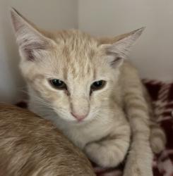 Shelter Stray Male Cat last seen Apt 1208,1301 Morning View Drive, Escondido, CA, 92026, Escondido, CA 92027, USA