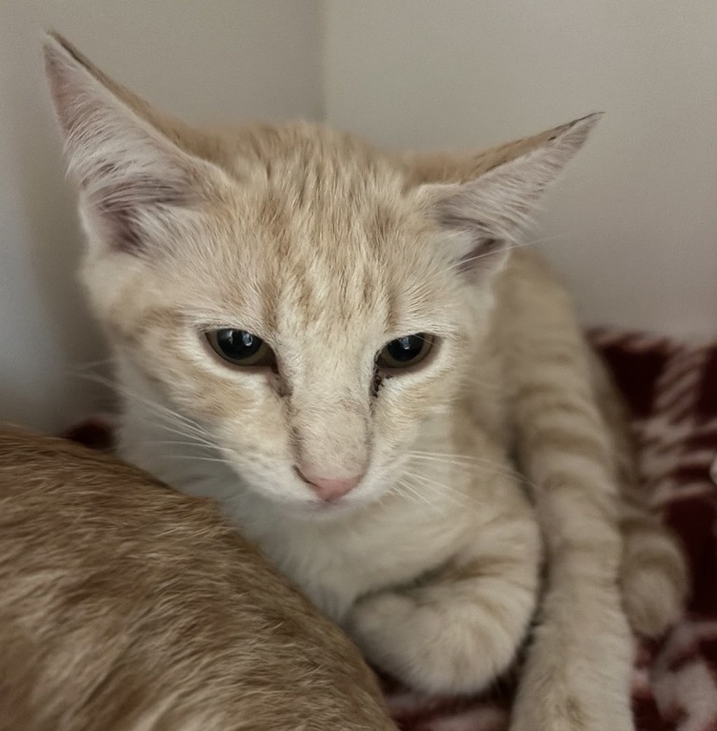 Shelter Stray Male Cat last seen Apt 1208,1301 Morning View Drive, Escondido, CA, 92026, Escondido, CA 92027, USA