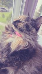 Lost Female Cat last seen Near dungan rd, Philadelphia, PA 19111