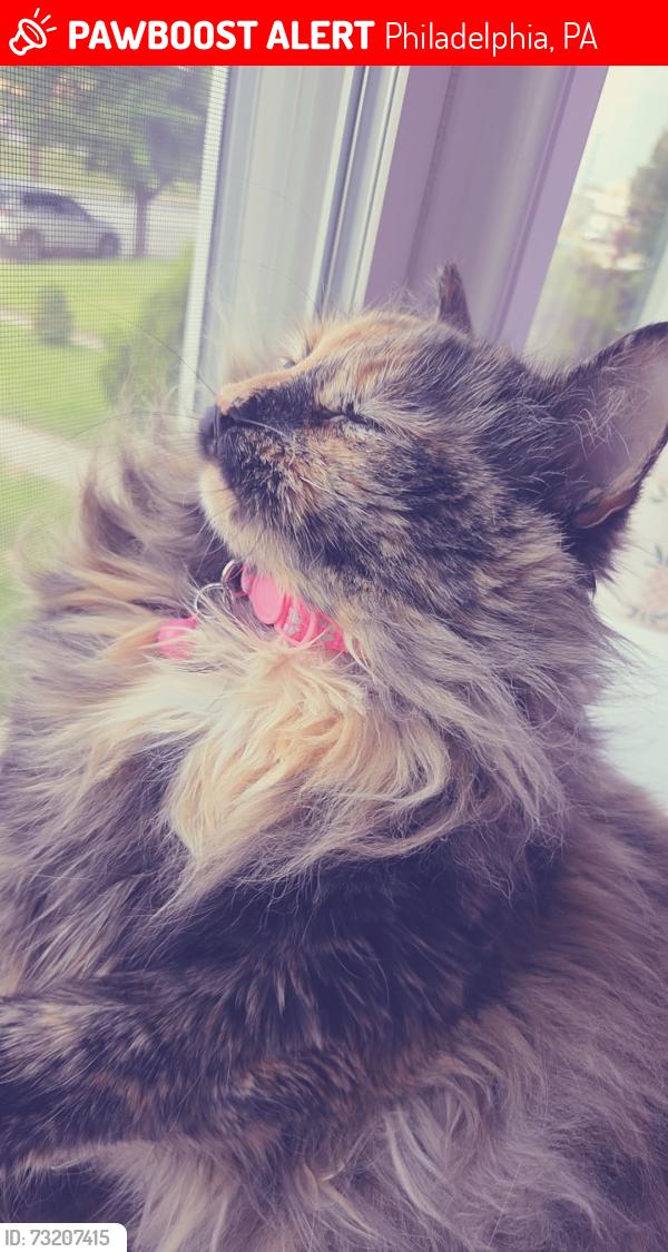 Lost Female Cat last seen Near dungan rd, Philadelphia, PA 19111