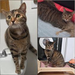 Reunited Female Cat last seen Church St, Denmark, WI 54208