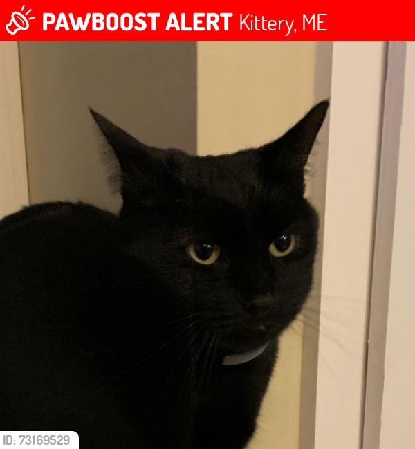 Lost Male Cat last seen Picott Road, Kittery, ME 03904