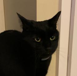Lost Male Cat last seen Picott Road, Kittery, ME 03904