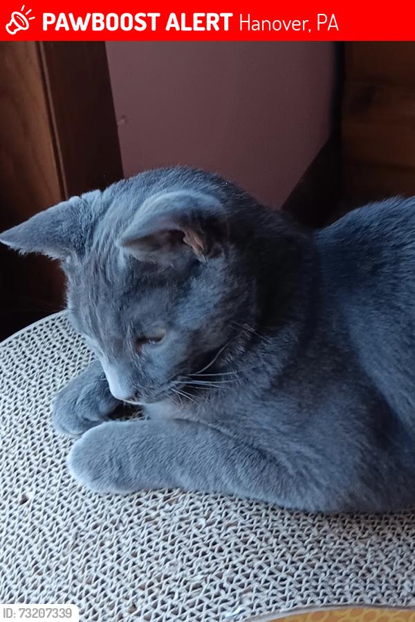 Lost Male Cat last seen Highland Dr. near Barts Church Rd, Hanover, PA 17331