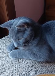 Lost Male Cat last seen Highland Dr. near Barts Church Rd, Hanover, PA 17331