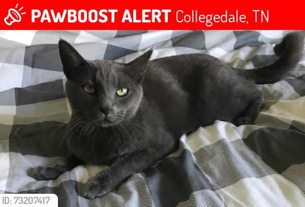 Lost Male Cat last seen edgemond road, Collegedale, TN 37363