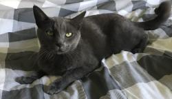 Lost Male Cat last seen edgemond road, Collegedale, TN 37363