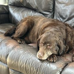 Lost Female Dog last seen Webbys Beach boat launch, Center Moriches, NY 11934