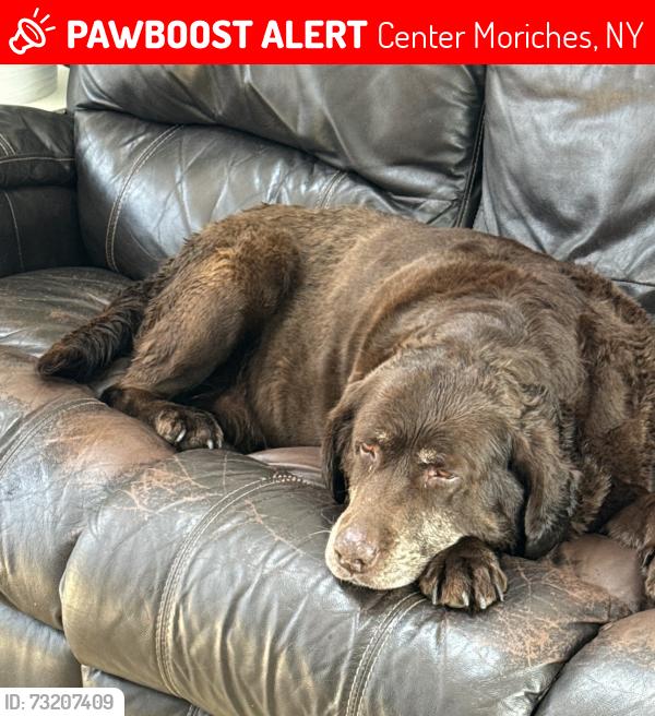 Lost Female Dog last seen Webbys Beach boat launch, Center Moriches, NY 11934