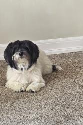 Reunited Female Dog last seen Twin Oak Animal hosp, Ellicott City, MD 21042
