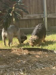 Reunited Unknown Dog last seen Waterway and beaus, Garland, TX 75043