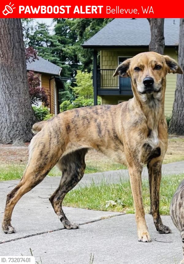 Lost Female Dog last seen eastgate neighborhoods, Bellevue, WA 98006