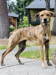 Lost Female Dog last seen eastgate neighborhoods, Bellevue, WA 98006
