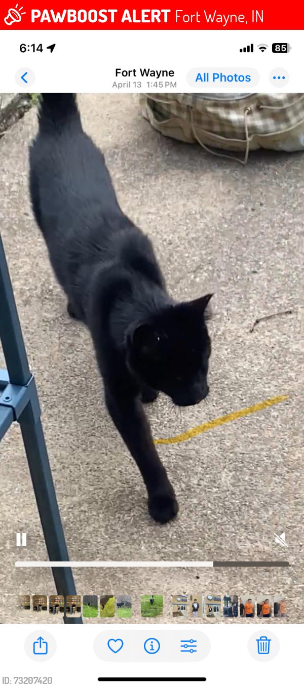 Lost Male Cat last seen Philip way and Glencairn, Fort Wayne, IN 46815