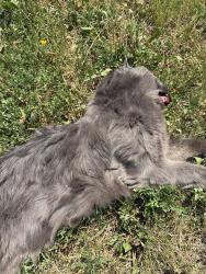 Found/Stray Unknown Cat last seen Weber and marshall, Waterloo, ON N2J 3H1