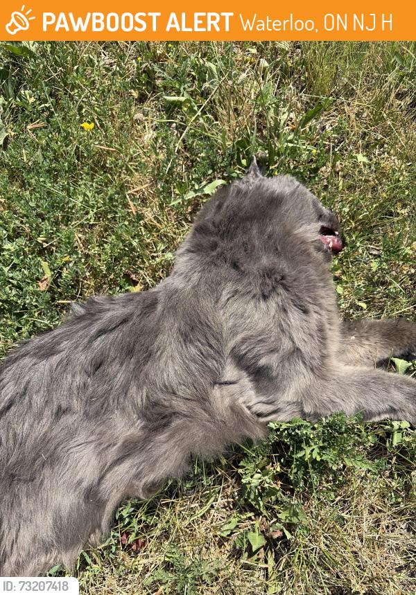 Found/Stray Unknown Cat last seen Weber and marshall, Waterloo, ON N2J 3H1