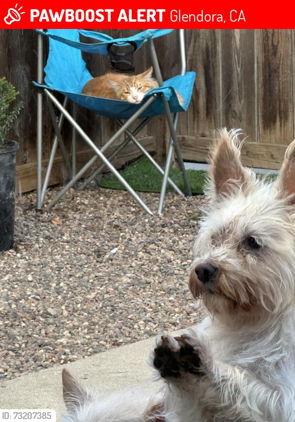 Lost Male Dog last seen Jennifer and Duell st, Glendora, CA 91740