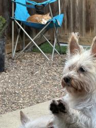 Lost Male Dog last seen Jennifer and Duell st, Glendora, CA 91740