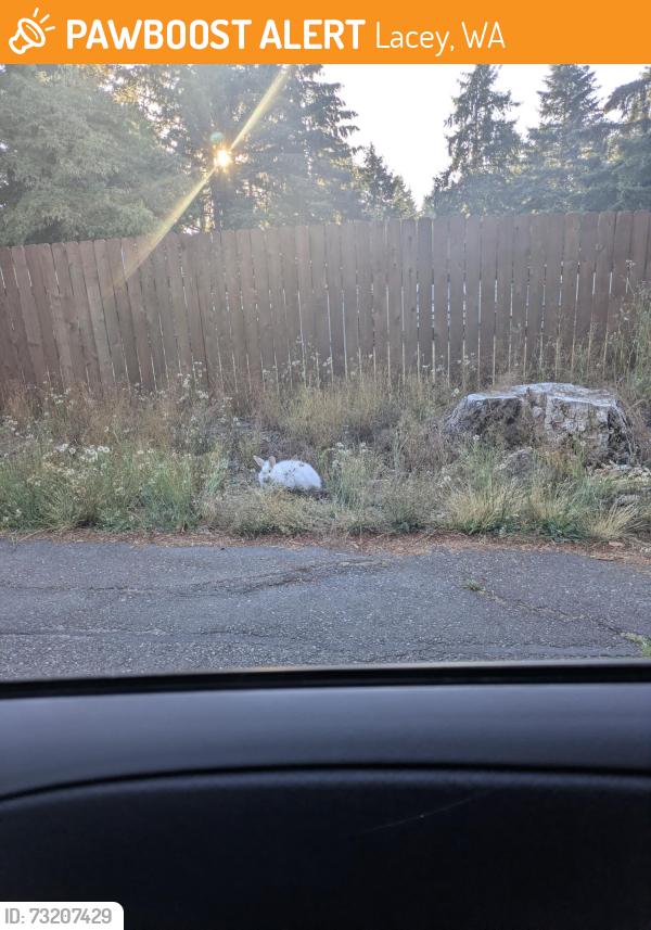 Found/Stray Unknown Rabbit last seen 30th and carpenter, Lacey, WA 98503
