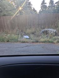 Found/Stray Unknown Rabbit last seen 30th and carpenter, Lacey, WA 98503