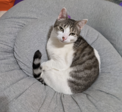 Reunited Male Cat last seen E Glendale road and elm avenue, Webster Groves, MO 63119