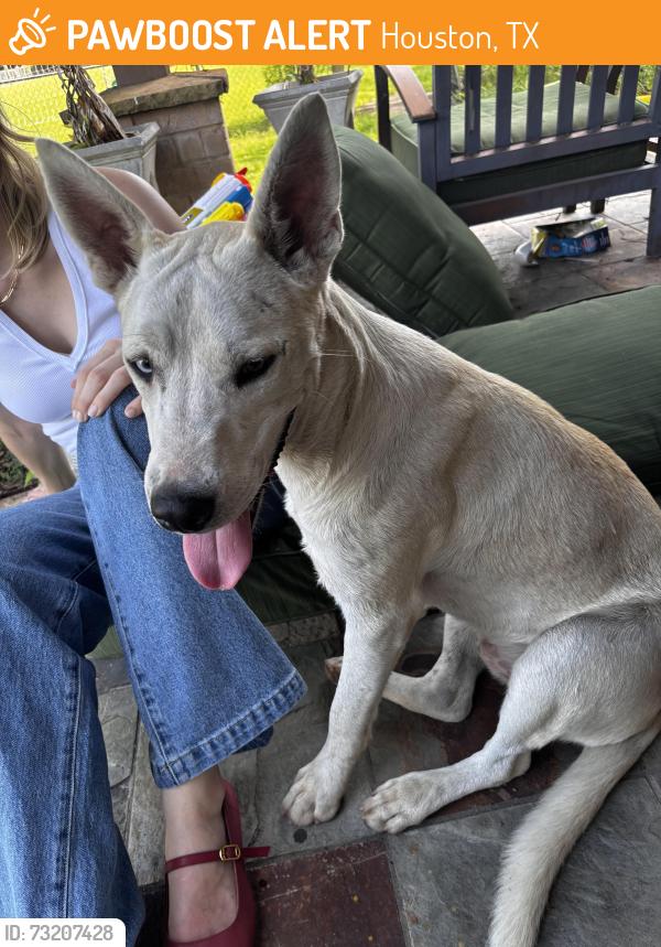 Found/Stray Male Dog last seen Near West Road Houston TX 77064, Houston, TX 77064
