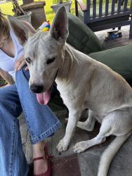 Found/Stray Male Dog last seen Near West Road Houston TX 77064, Houston, TX 77064