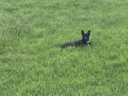Found/Stray Male Dog last seen West road/beltway in retention pond behind McDonalds, Houston, TX 77040