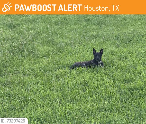 Found/Stray Male Dog last seen West road/beltway in retention pond behind McDonalds, Houston, TX 77040